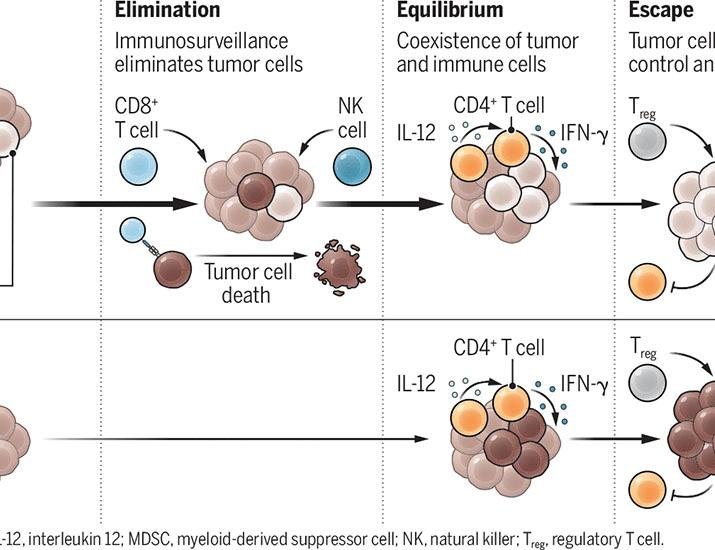 Germline variants alter immune surveillance | Science