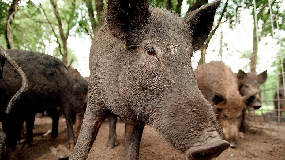 Six ‘winners’ of Louisiana articulate-budge hog attempting contest accused of cheating, face criminal charges