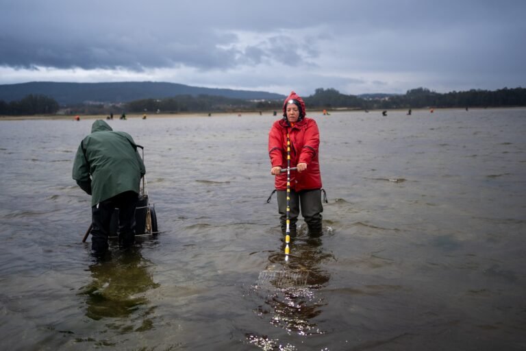 In northern Spain, climate alternate is killing shellfish — and females’s livelihoods