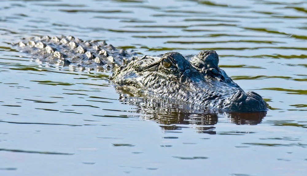 Alligator sighting in Washington Say prompts investigation