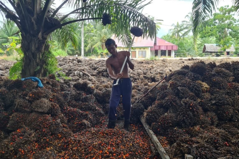 Palm oil company fined for cheating; Sulawesi farmers to reap their due rupiah