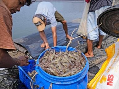 Takeaways from AP’s anecdote on how shrimp farmers are exploited as supermarkets push for low costs