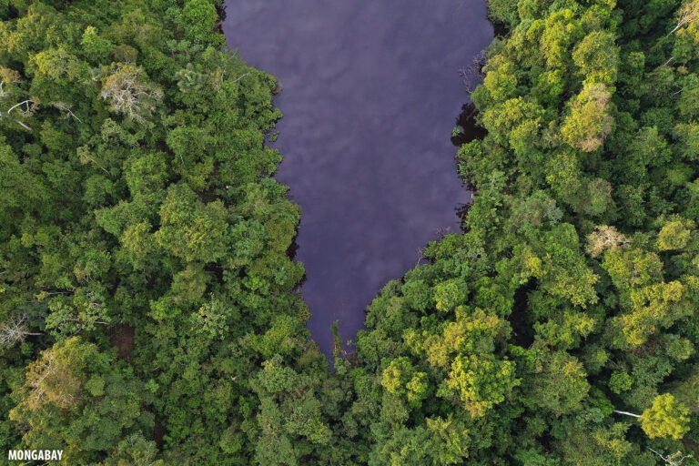 Prosecutors urge suspension of Amazon carbon projects, citing Mongabay investigation